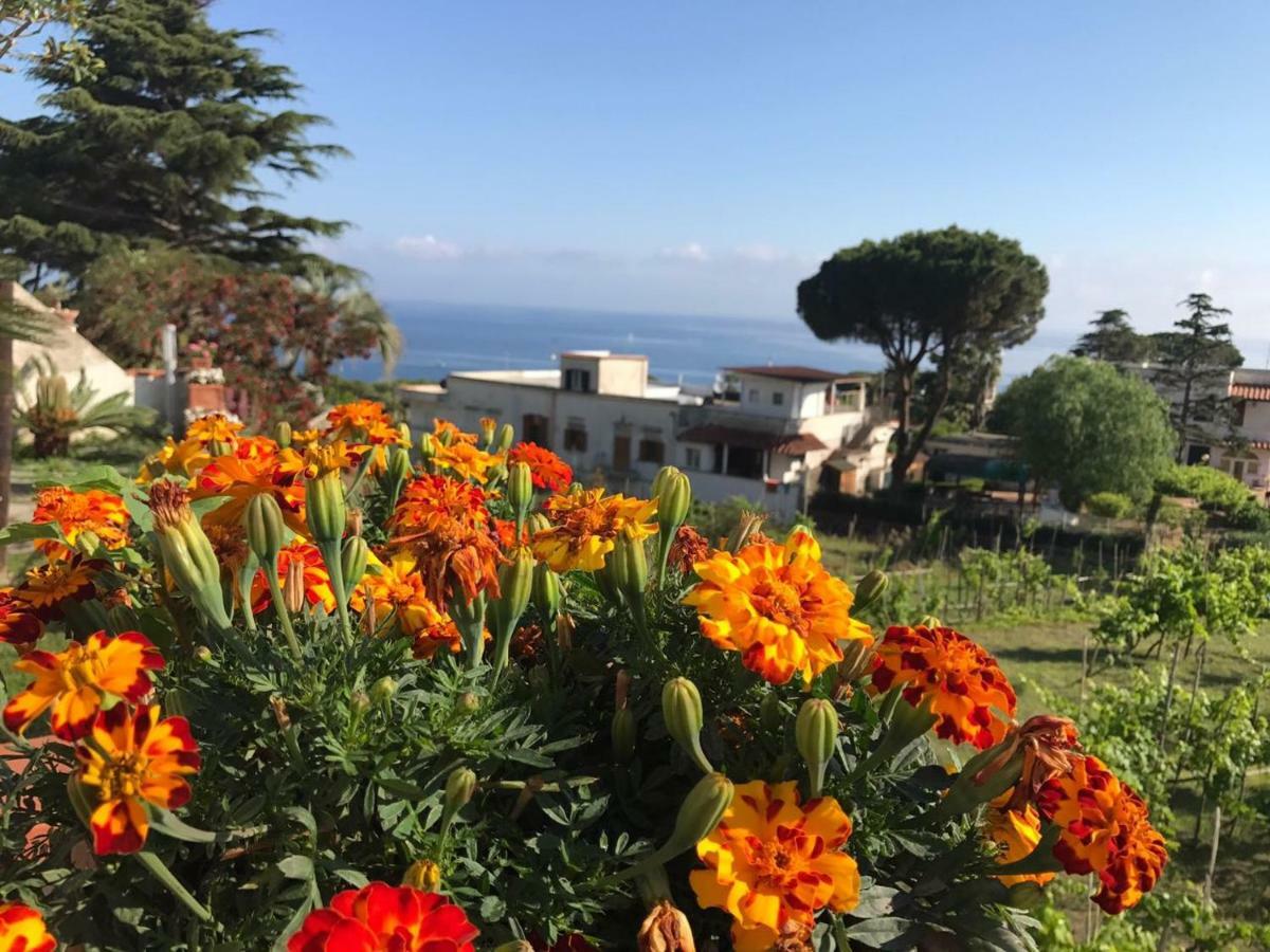Villa Araucaria Casamicciola Terme Zewnętrze zdjęcie